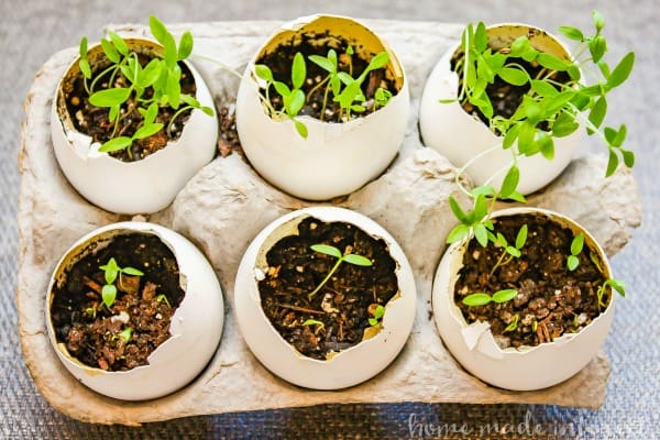 Earth-Day-Egg-Herb-Garden_final