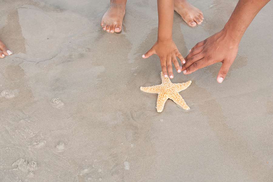 Sea Star on beach