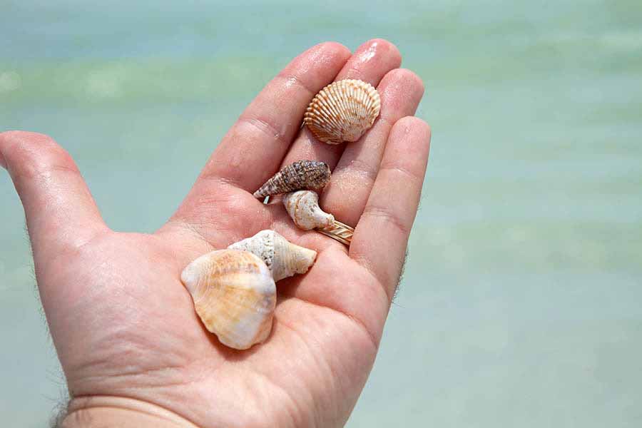 seashells